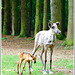 Rennes des forêts au parc zoologique de la Bourbansais à Pleugueneuc (35)