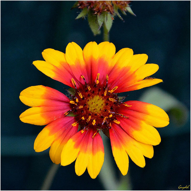 Il y a encore quelques gaillardes ...