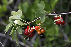 White-stemmed Gooseberry