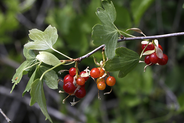 White-stemmed Gooseberry