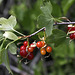 White-stemmed Gooseberry