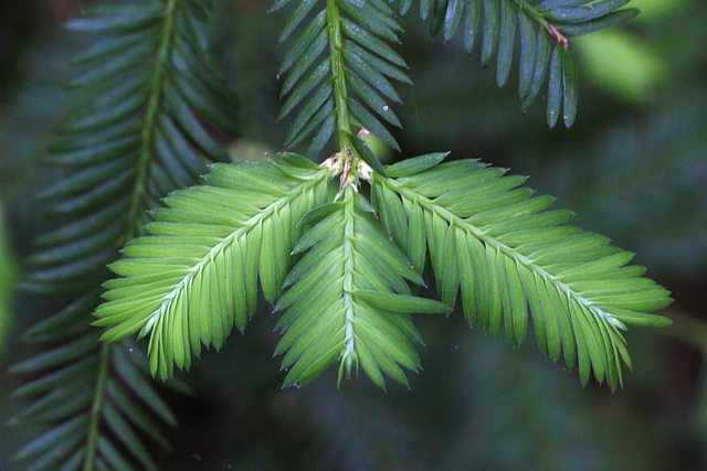 Redwood Foliage