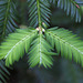 Redwood Foliage