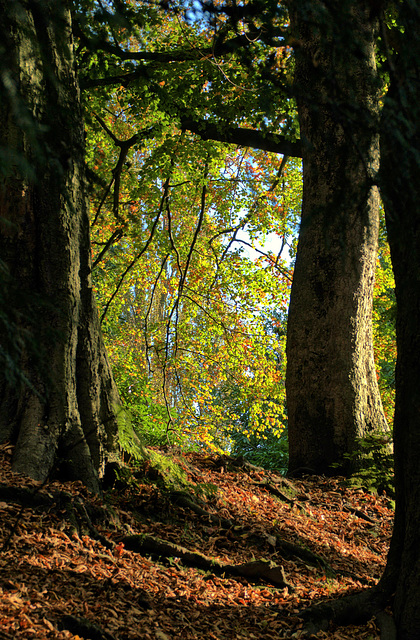 Late Afternoon. Sunlit Trees