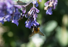 20200527 4000VRAw [D~LIP] Traubige Katzenminze (Nepeta racemosa), Hummel, UWZ, Bad Salzuflen