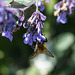 20200527 4000VRAw [D~LIP] Traubige Katzenminze (Nepeta racemosa), Hummel, UWZ, Bad Salzuflen