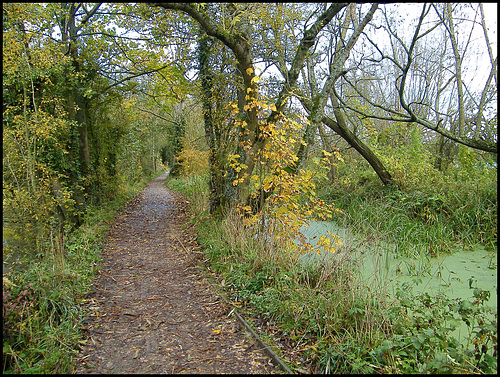 path by a green stream