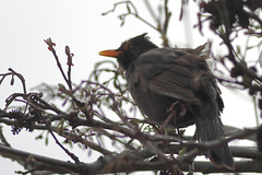 EOS 90D Peter Harriman 13 55 39 62711 bedrahggledBlackbird dpp