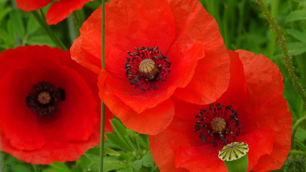 red beauties