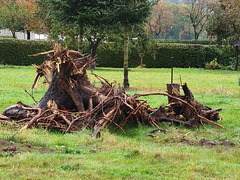 Wurzelreste nach dem Bau eines Hauses