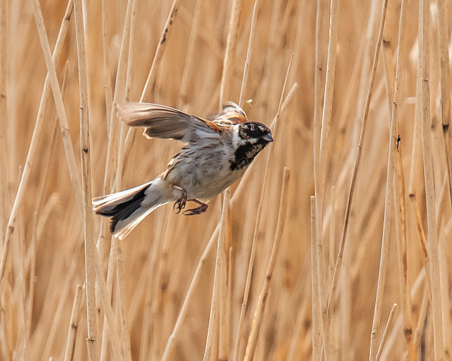 Reed bunting