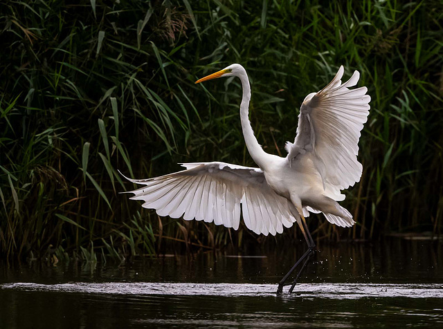 Great white egret