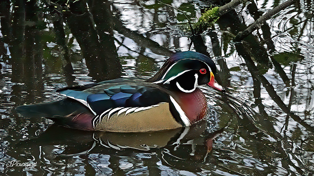 Canard branchu DSC08336