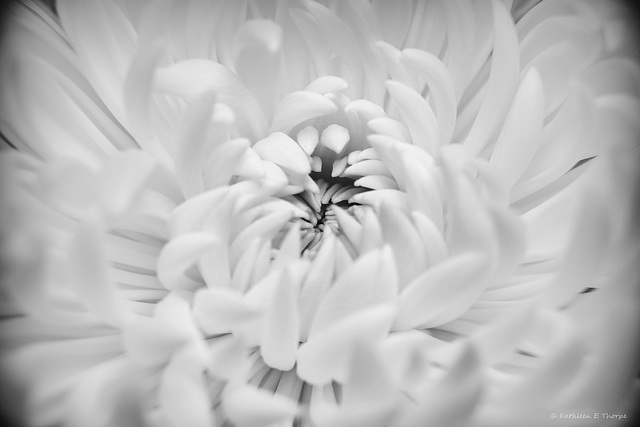 White Chrysanthemum