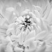 White Chrysanthemum