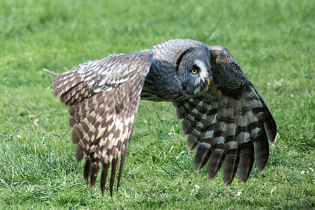 20151010 9204VRAw [D~H] Bartkauz (Strix nebulosa), Wisentgehege, Springe-Deister