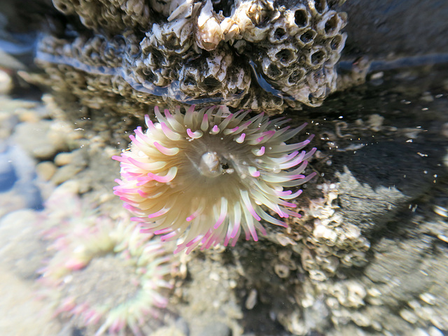 La Push