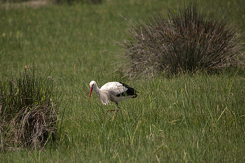 20150524 8125VRTw [F] Weißstorch (Ciconia ciconia), Marais du Vigueirat, [Mas-Thibert] Camargue