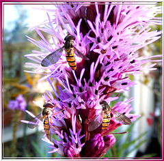 Hoverflies docked on.. ©UdoSm