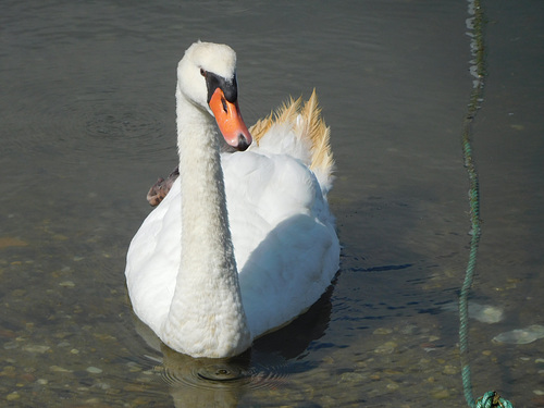 fais moi un cygne