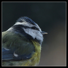 Mésange bleue