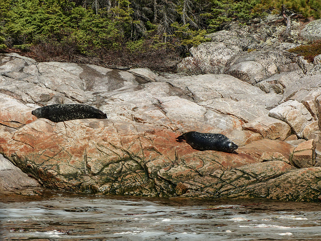 Day 7, Harbor Seals, Saguenay Fjord, Tadoussac