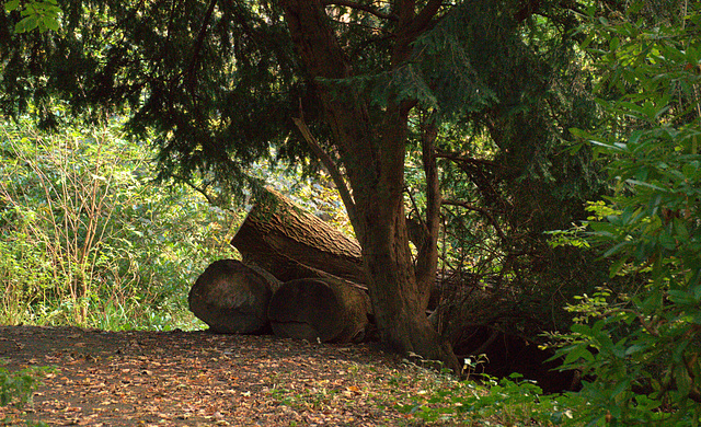 Late Afternoon. Sunlit Trees