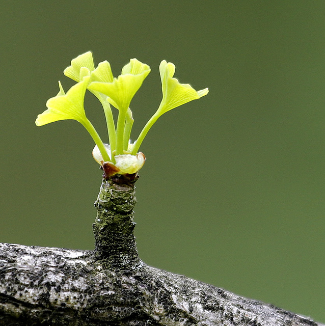 Ginkgo