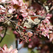 Hose sparrow in red crabapple