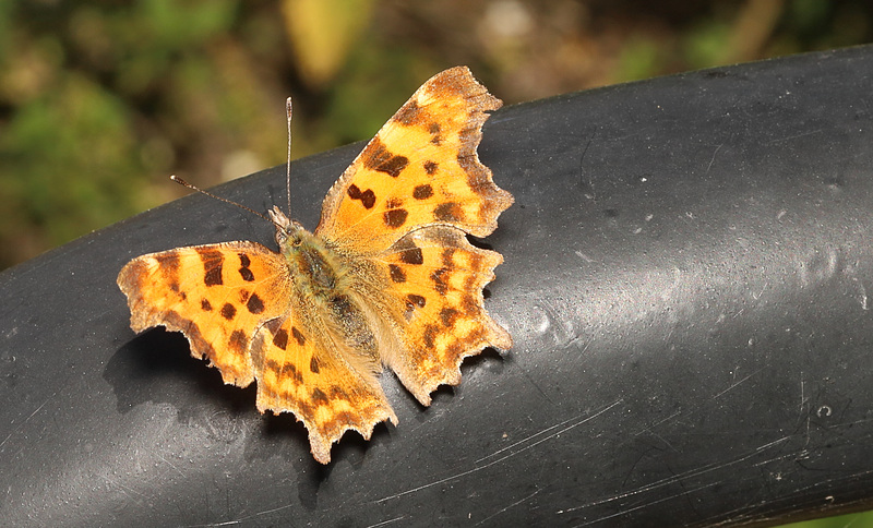 IMG 5111Comma