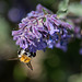 20200527 4003VRAw [D~LIP] Traubige Katzenminze (Nepeta racemosa), Hummel, UWZ, Bad Salzuflen