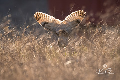 hibou des marais en chasse !