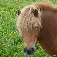 Orkney pony