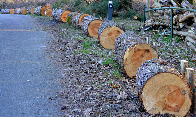 Wood disks