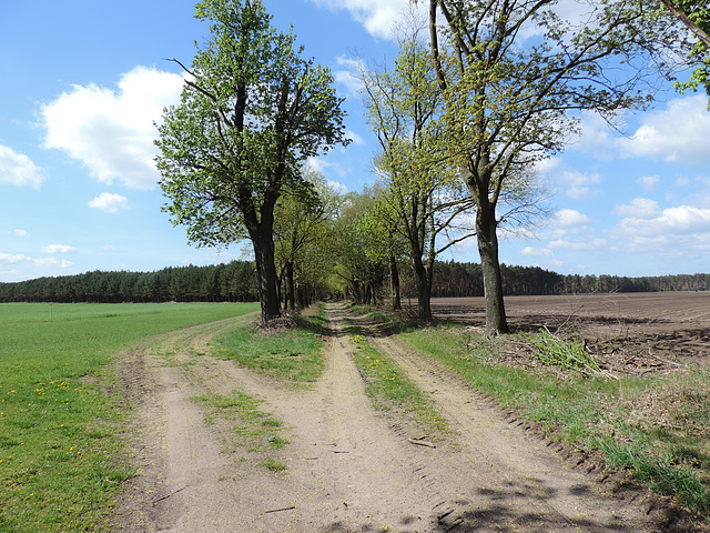 Alter Landweg bei Holbeck