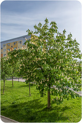 (131/365) Roßkastanie in der Blüte