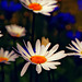 Margeriten -  Oxeye daisies - Leucanthemum
