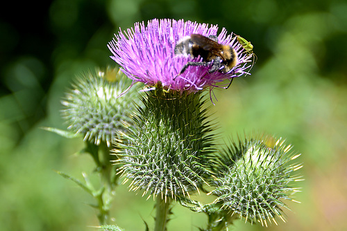 Mariendistel (Silybum marianum)