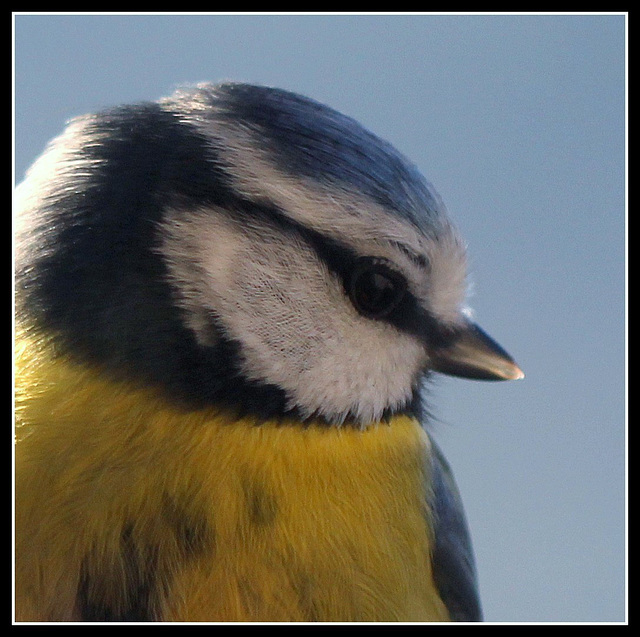 Mésange bleue