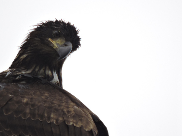 Juvenile Bald Eagle