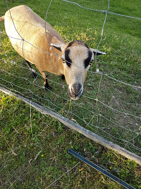 Der Zaun in Amerang