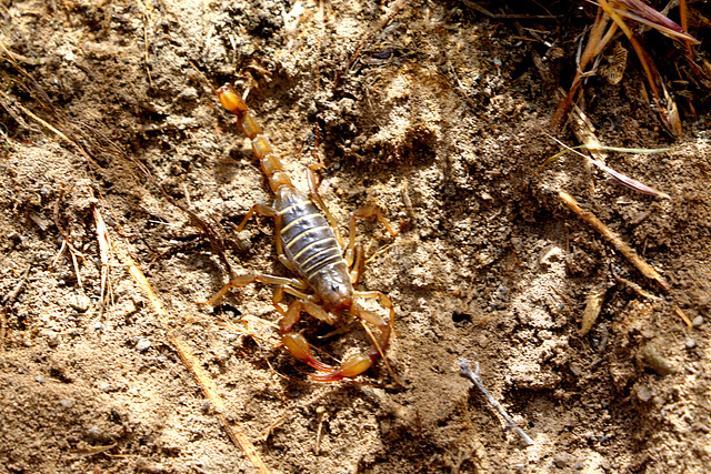 Northern Scorpion