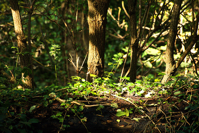 Late Afternoon. Sunlit Trees