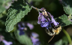 20200527 4005VRAw [D~LIP] Traubige Katzenminze (Nepeta racemosa), Hummel, UWZ, Bad Salzuflen