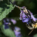 20200527 4005VRAw [D~LIP] Traubige Katzenminze (Nepeta racemosa), Hummel, UWZ, Bad Salzuflen