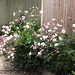 Japanese Anemone - Chyngton - 13 8 2021