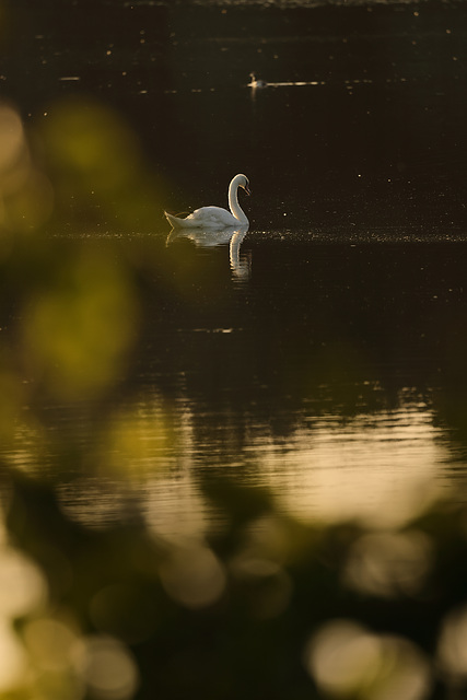 étang de Brenne au coucher du soleil