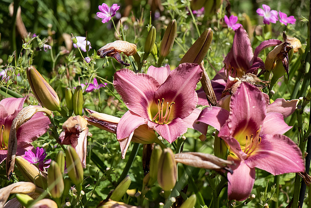 Sehr viele Lilien in verschiedenen Farben