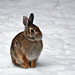 ice rabbit IMG 20250307 174533