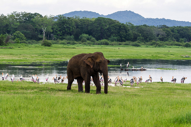 Sri Lanka tour - the fifth day, Minneriya National Park